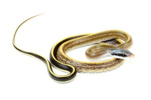 Elaphe (Orthriophis) taeniura ridleyi, "Cameron Island"